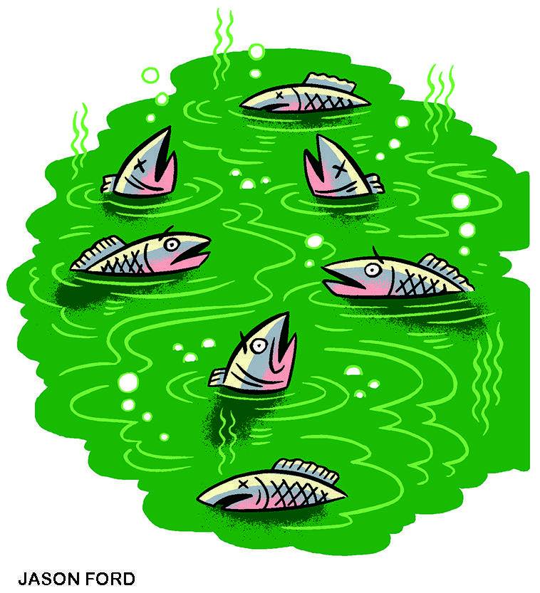 Illustration of dead fish floating in a thick green algae bloom