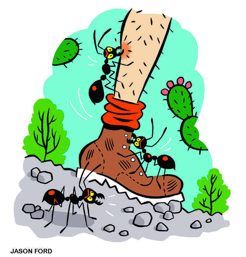 Illustration of fire ants swarming and biting a hiking boot and leg