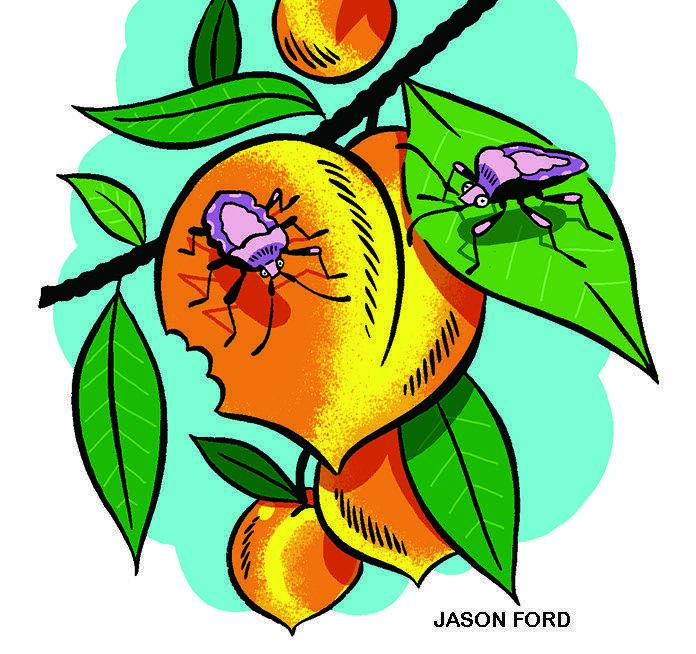 Illustration of brown marmorated stink bugs crawling on ripe peaches
