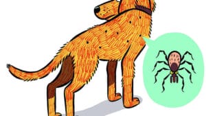 Illustration of a scratching dog covered in ticks with a tick closeup inset