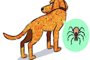 Illustration of a scratching dog covered in ticks with a tick closeup inset