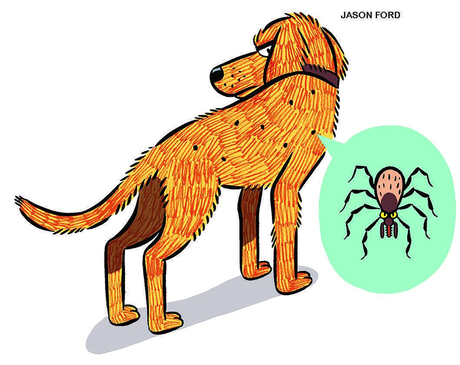 Illustration of a scratching dog covered in ticks with a tick closeup inset