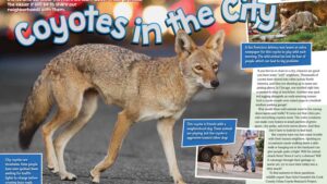 Magazine spread about urban coyotes showing one on a city sidewalk and another playing with a dog