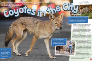 Magazine spread about urban coyotes showing one on a city sidewalk and another playing with a dog