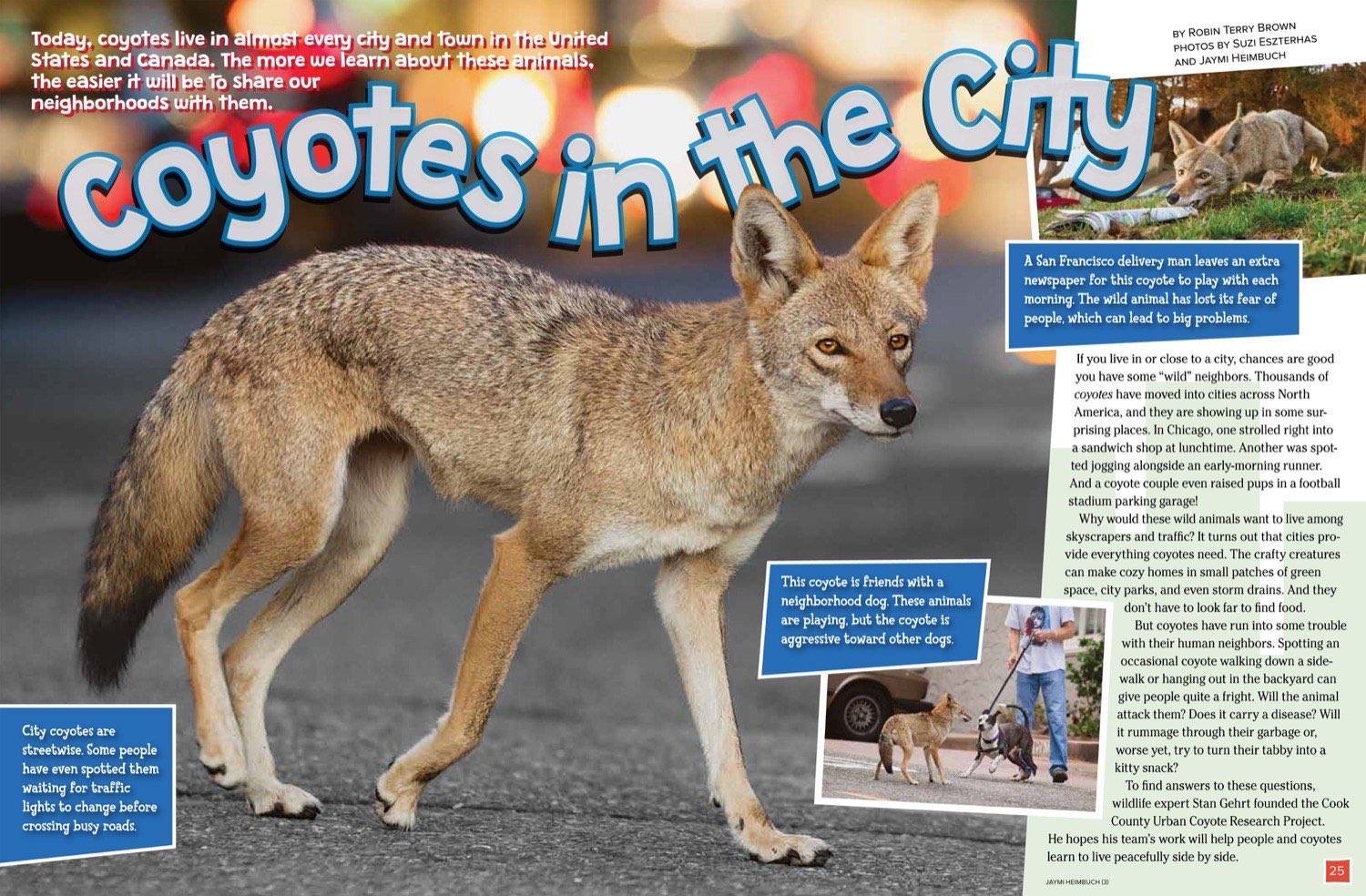 Magazine spread about urban coyotes showing one on a city sidewalk and another playing with a dog