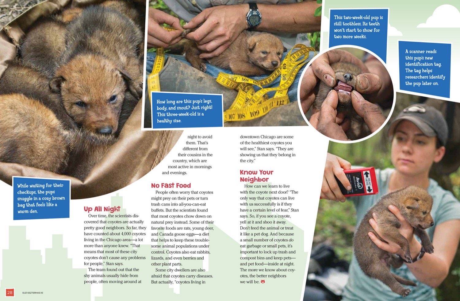 Coyote pup being measured and tagged by researcher alongside a mother nursing her pups
