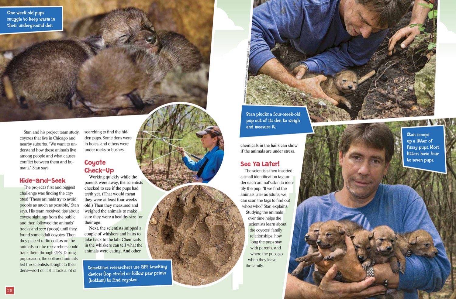 Researcher weighing coyote pups from a den, using GPS collars, and tracking paw prints