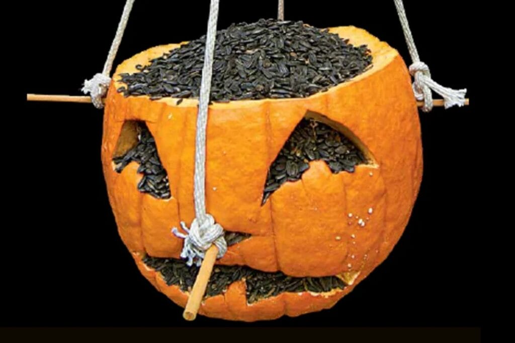Recycled pumpkin bird feeder filled with birdseed with stick perches
