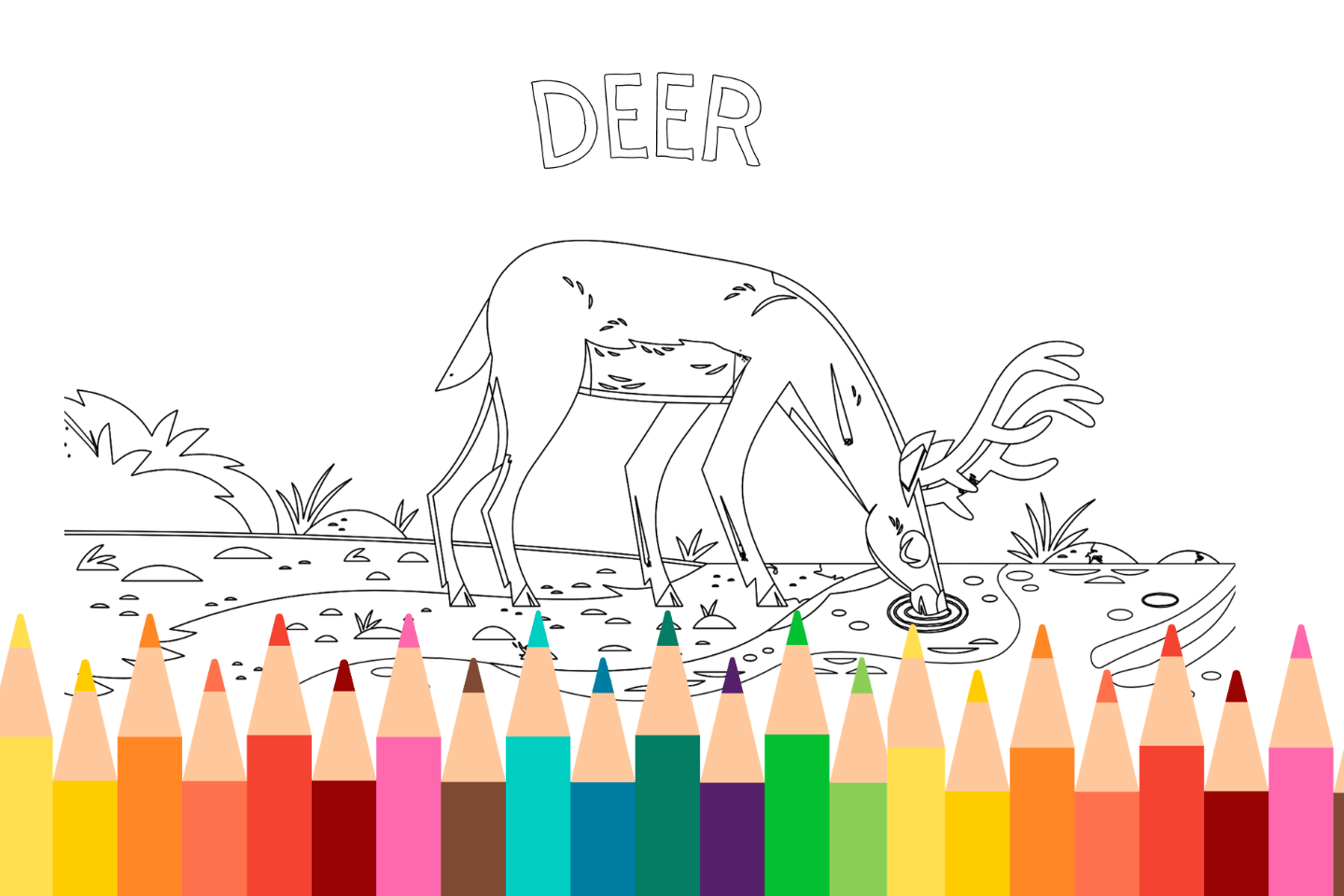 A deer drinking from a pond, with the word "DEER" above and colorful pencils below.