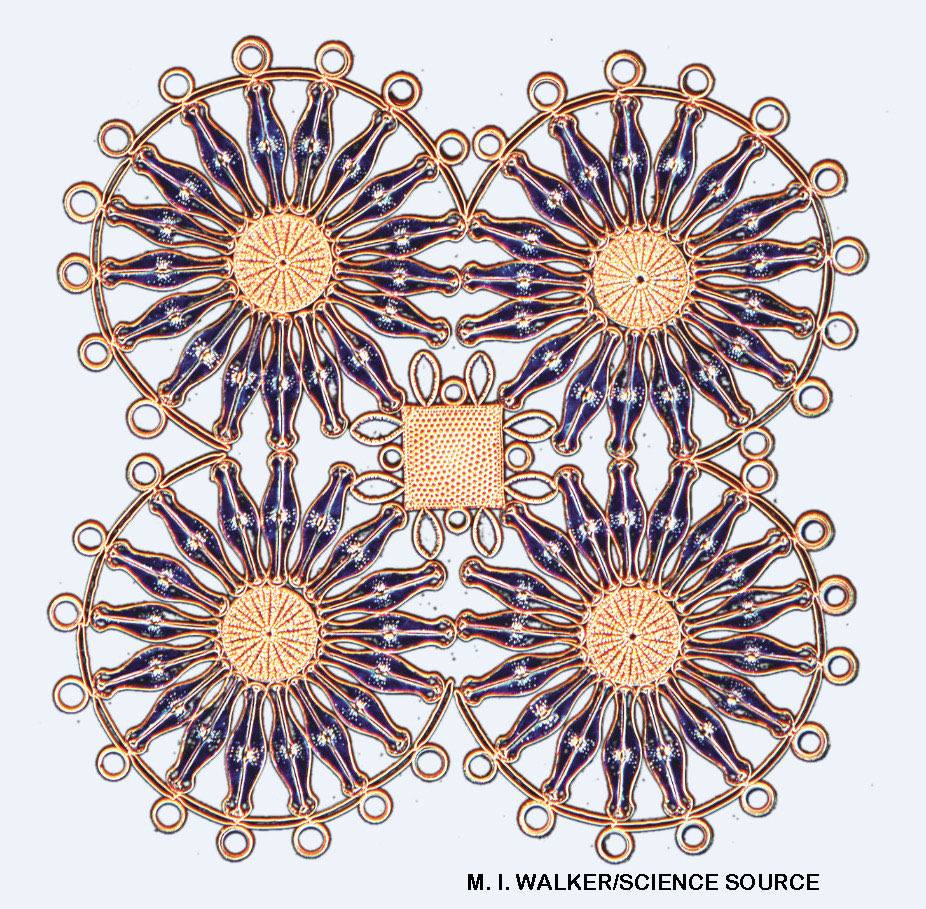 Artistic arrangement of diatoms in a geometric mandala pattern viewed under a microscope