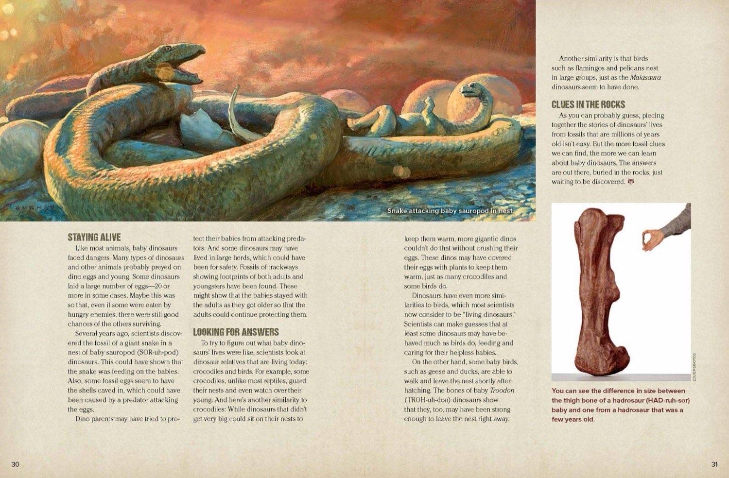 Magazine spread about baby dinosaur survival with sauropod illustration and hadrosaur bone comparison