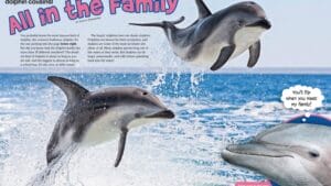 Ranger Rick magazine spread All in the Family with leaping dolphins and bottlenose closeup