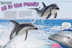 Ranger Rick magazine spread All in the Family with leaping dolphins and bottlenose closeup
