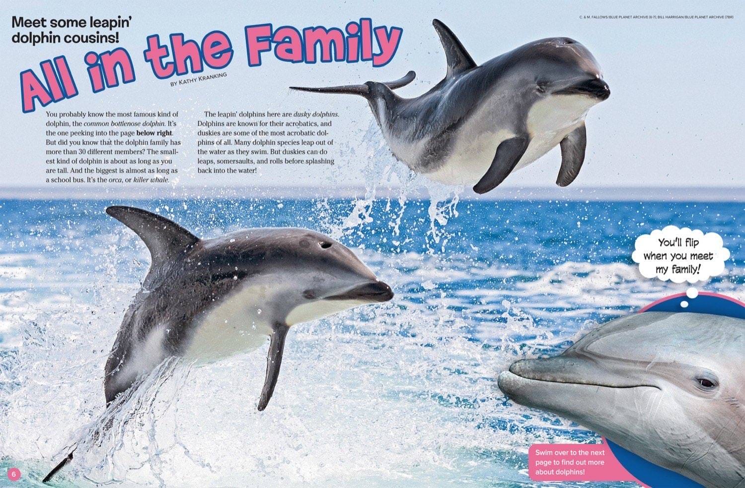 Ranger Rick magazine spread All in the Family with leaping dolphins and bottlenose closeup