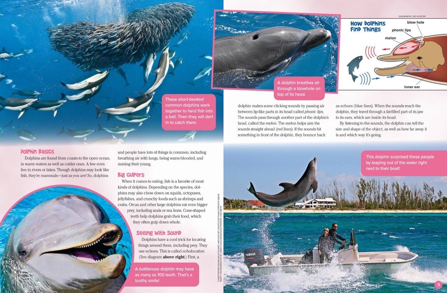Magazine spread about dolphin echolocation diet and teeth with anatomy diagram