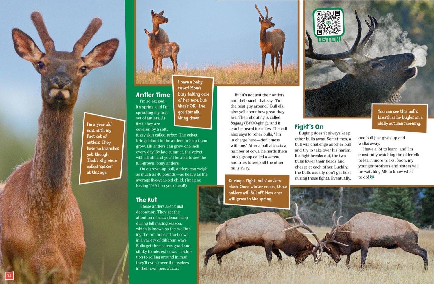 Magazine spread about elk antler growth the rut bugling and bulls fighting in autumn