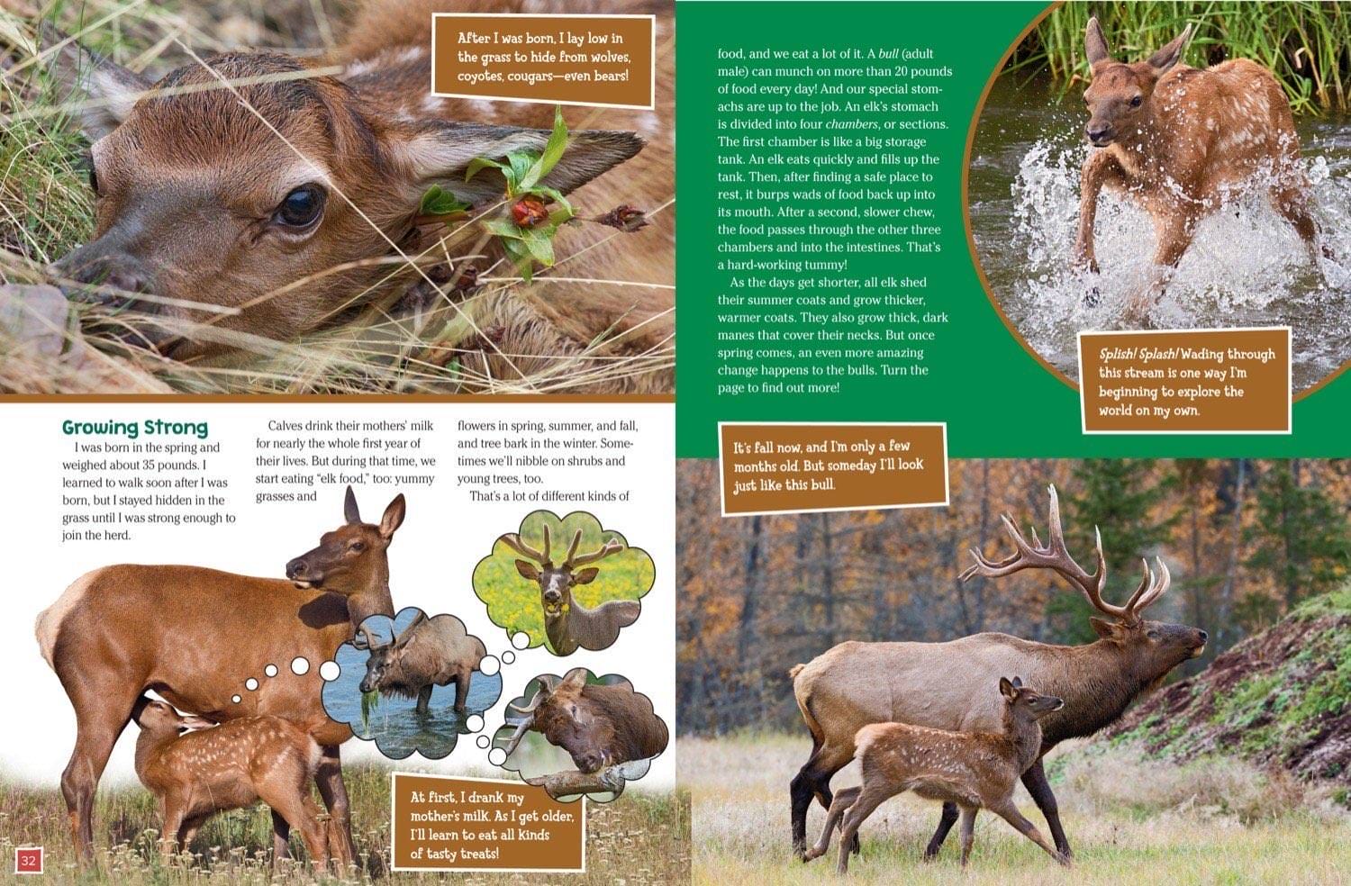 Magazine spread about elk calf growth nursing diet and seasonal coat changes with velvet antlers