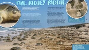 Hundreds of endangered Kemp's ridley sea turtles nesting together on a beach in Mexico