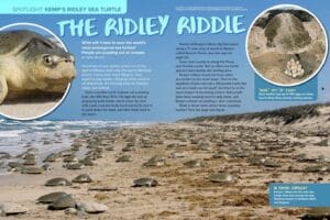 Hundreds of endangered Kemp's ridley sea turtles nesting together on a beach in Mexico