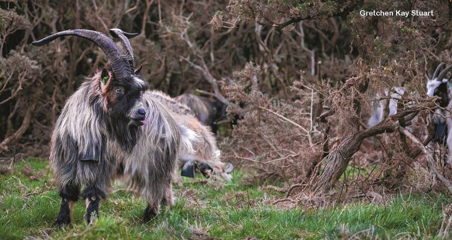 Shaggy gray goat browsing and eating dry gorse bushes to reduce wildfire fuel
