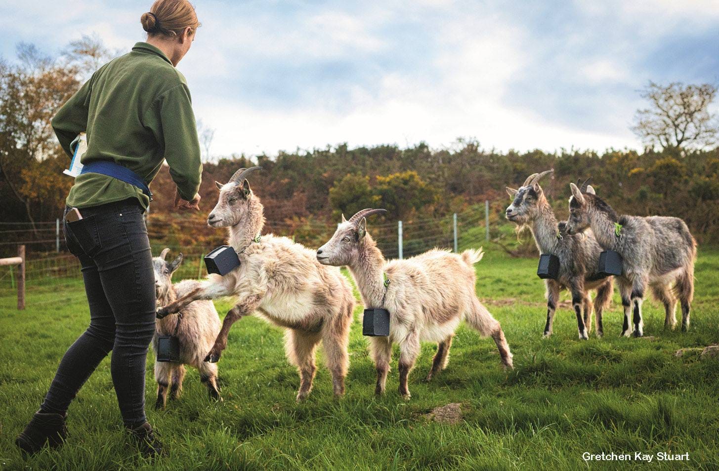 Woman walking with a herd of gray and white goats wearing bells in a green field