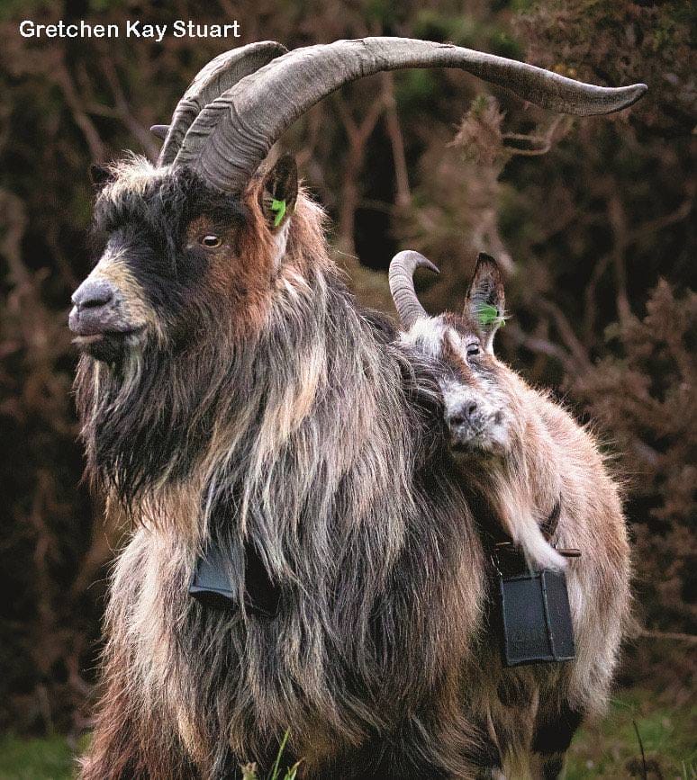 Long-haired mother goat with large curved horns standing with her smaller kid goat portrait