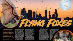 Ranger Rick magazine spread Flying Foxes with bat silhouette over Melbourne skyline at sunset