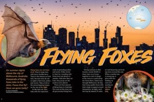 Flying Foxes