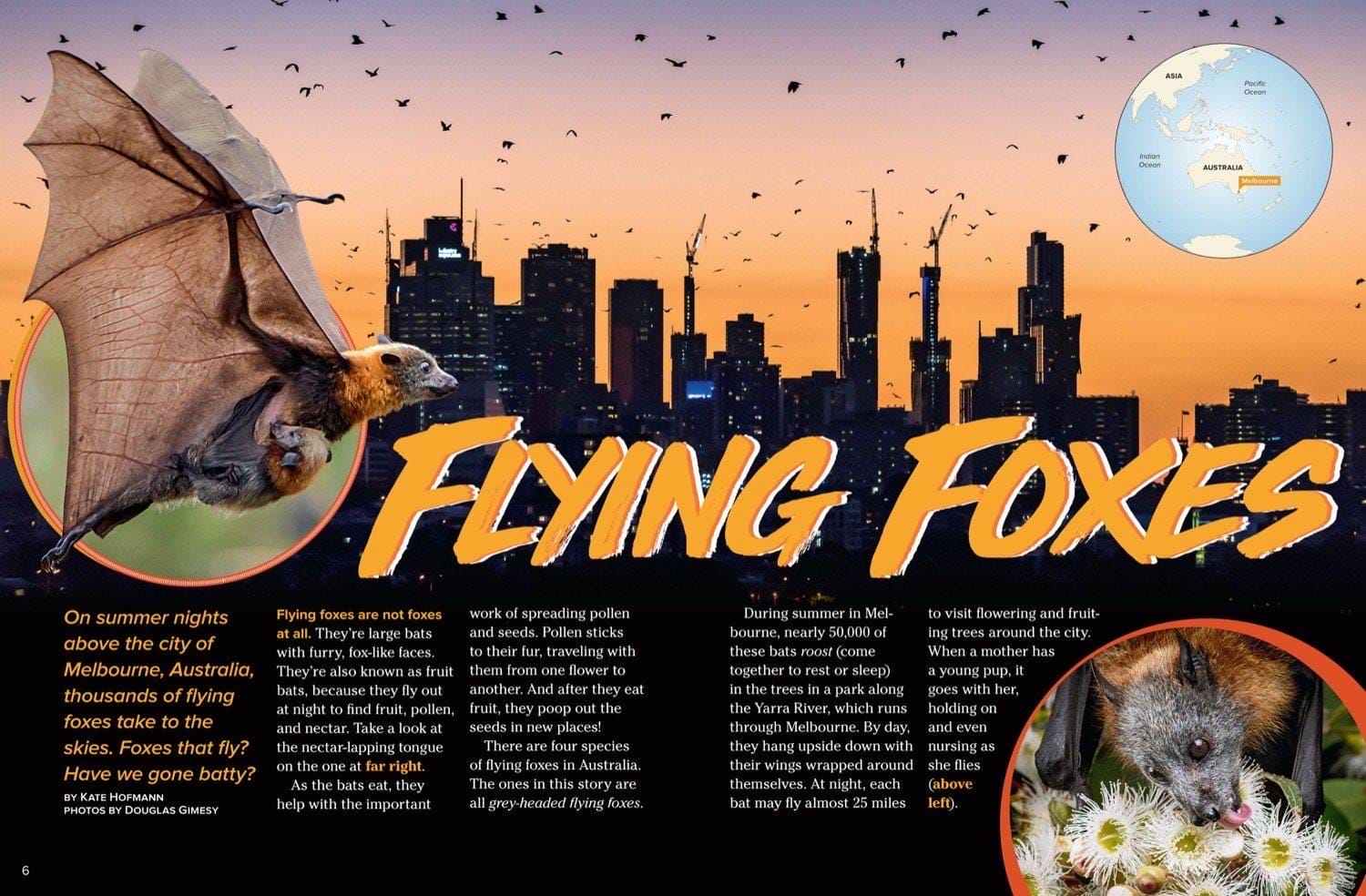 Ranger Rick magazine spread Flying Foxes with bat silhouette over Melbourne skyline at sunset