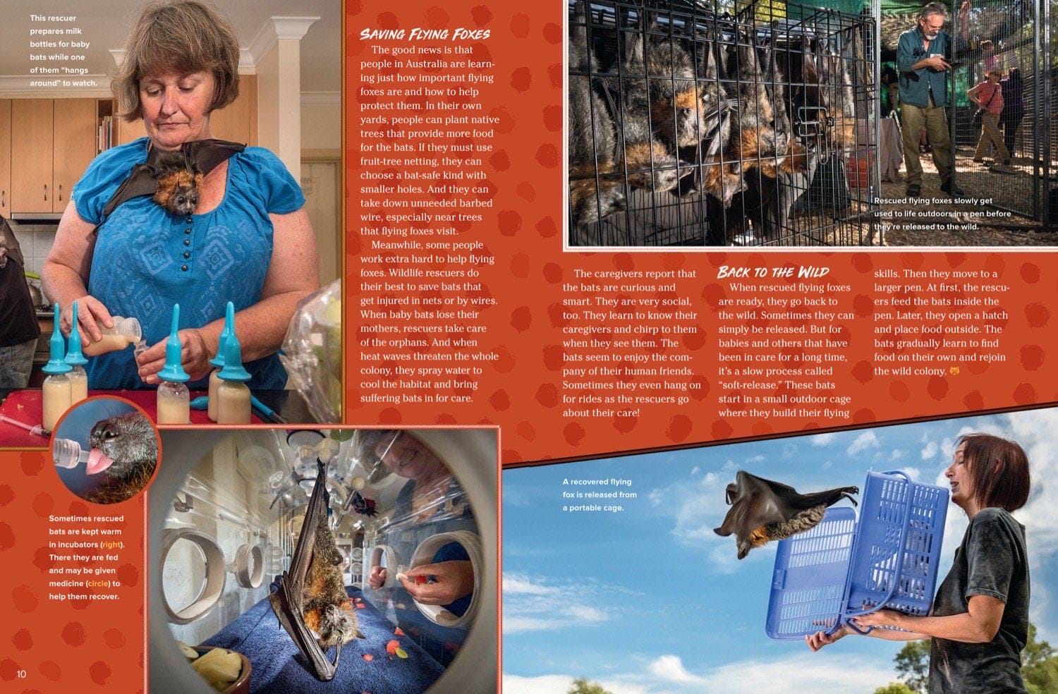 Magazine spread about saving flying foxes with rescue volunteers feeding and releasing bats