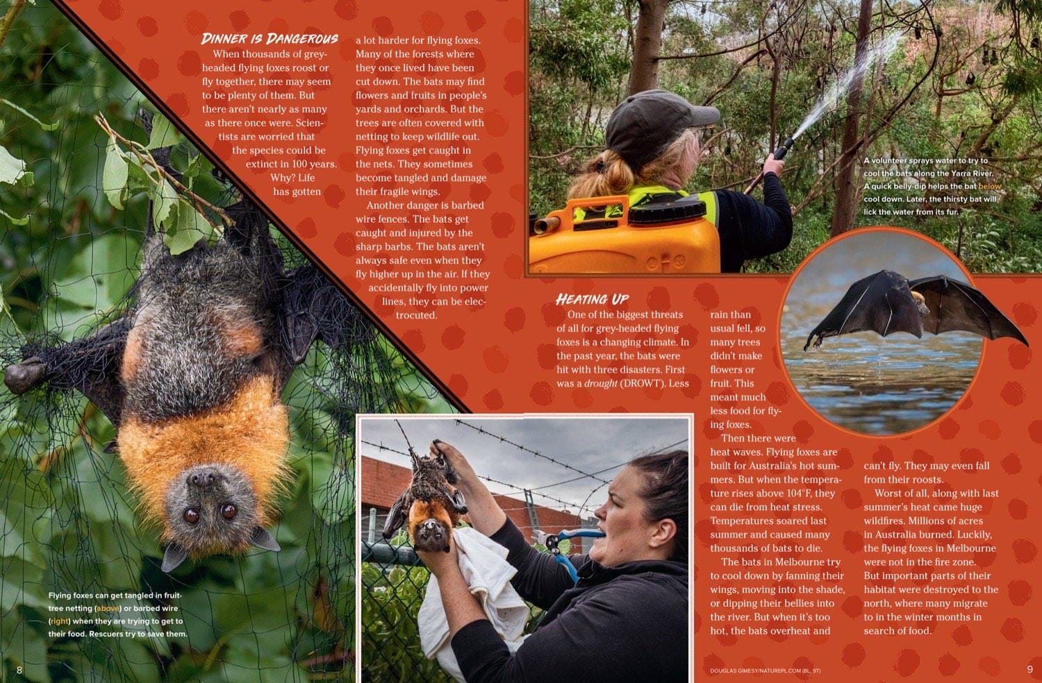 Magazine spread about flying fox dangers including barbed wire heat waves and wildlife rescue