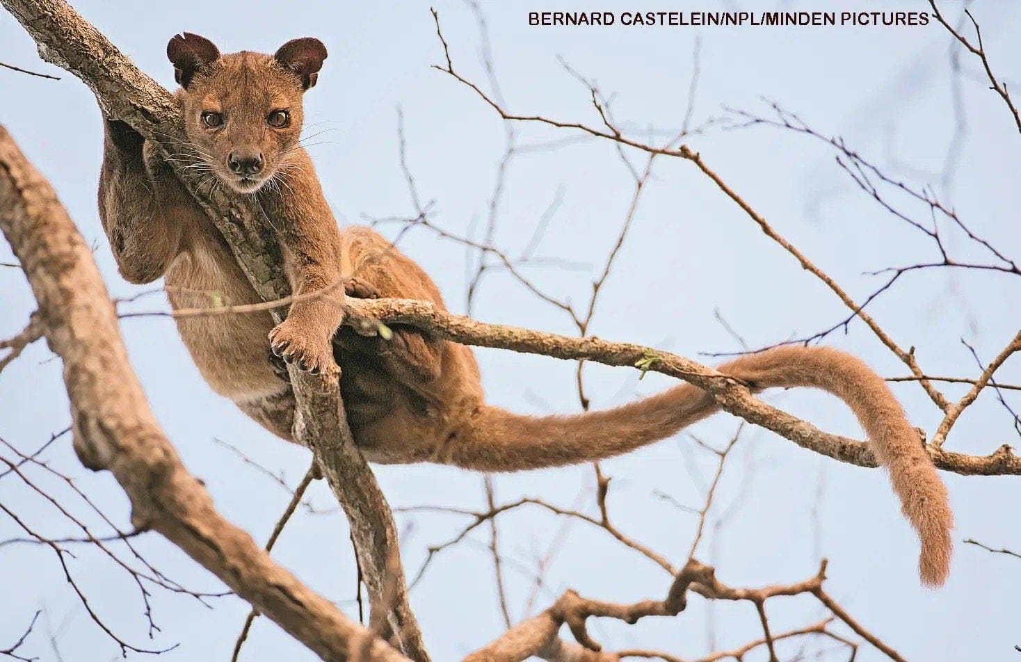 Fossa with cat-like face and long tail climbing a bare tree branch in Madagascar