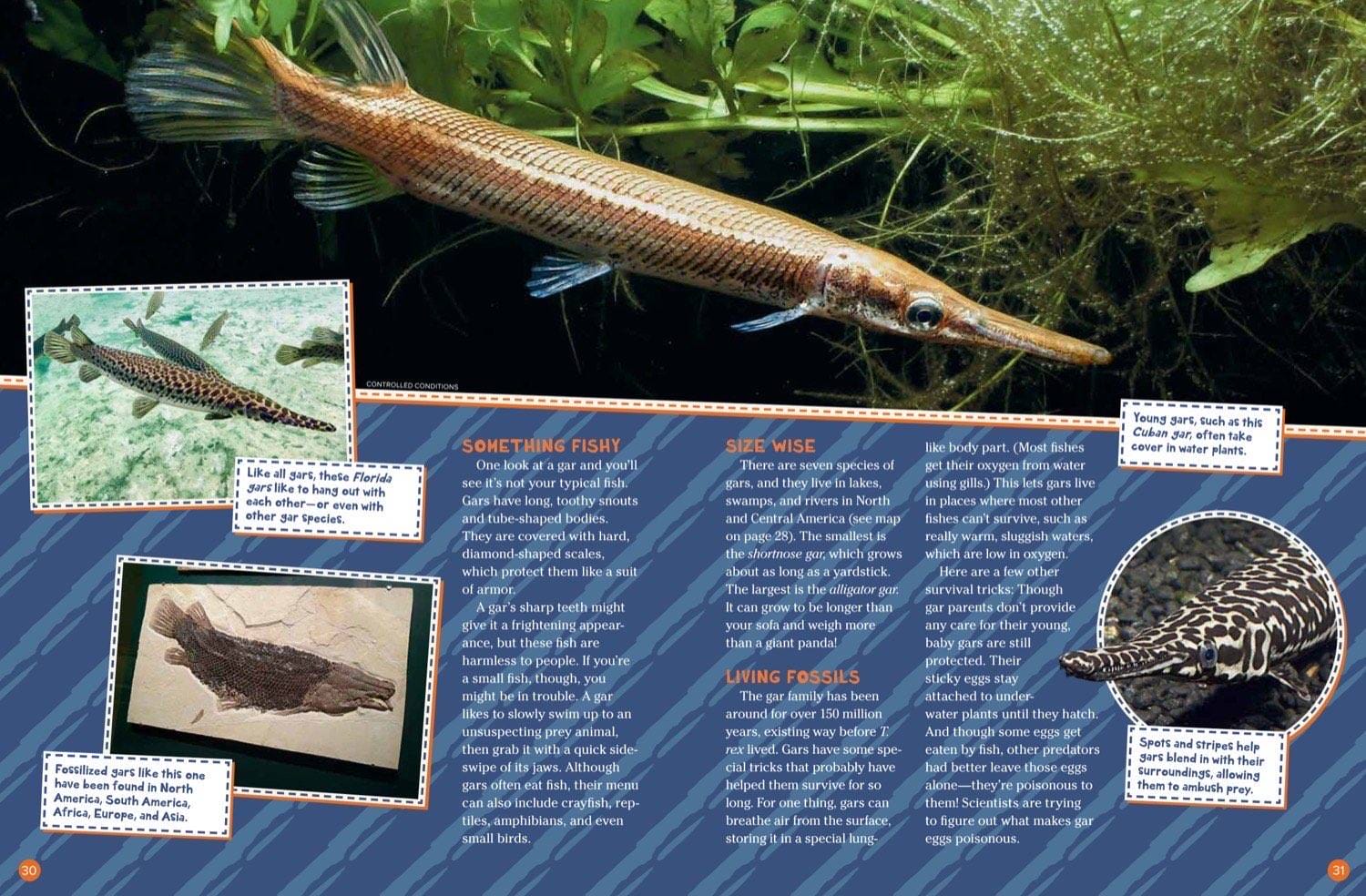 Magazine spread about gar species anatomy living fossils and spotted gar underwater photos