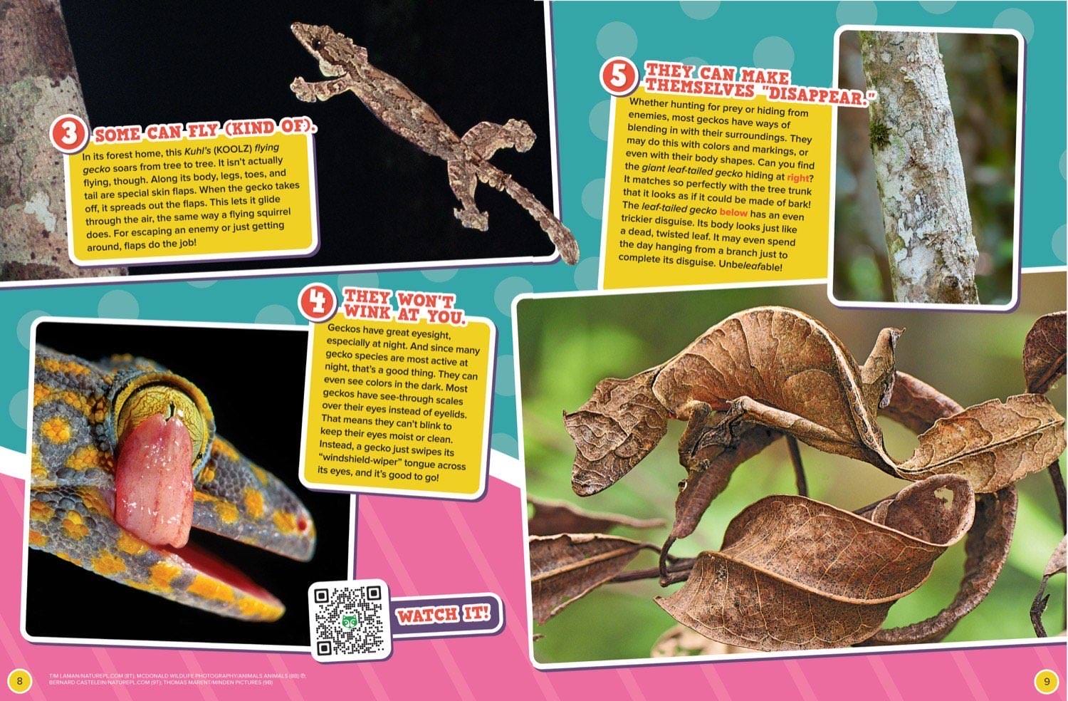 Magazine spread about geckos that fly leaf-tailed camouflage licking eyeballs and eye closeup