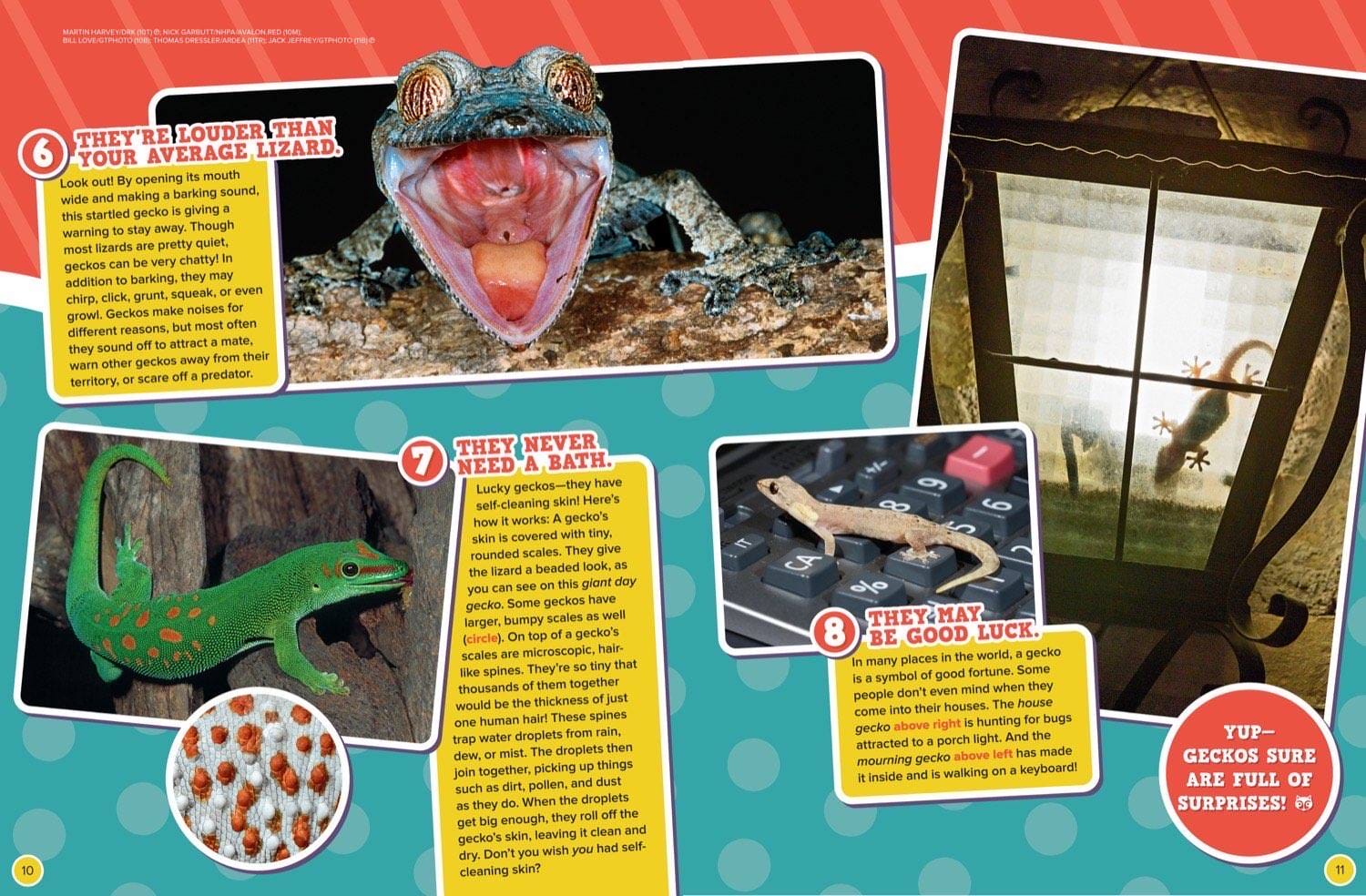 Magazine spread about geckos barking loudly self-cleaning skin good luck and house geckos