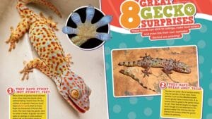 Magazine spread 8 Great Gecko Surprises with tokay gecko sticky feet and break-away tail photos