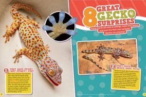 Magazine spread 8 Great Gecko Surprises with tokay gecko sticky feet and break-away tail photos