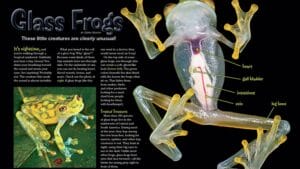 Magazine spread about glass frogs with labeled transparent anatomy and a green frog on a leaf