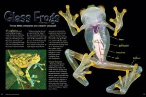 Magazine spread about glass frogs with labeled transparent anatomy and a green frog on a leaf