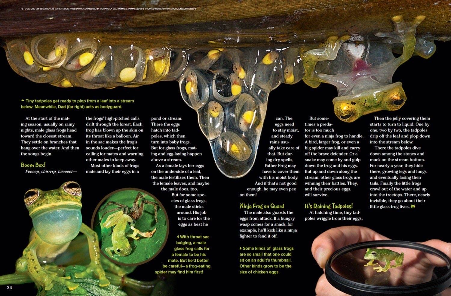 Glass frog eggs hanging from a leaf, tadpoles dropping into water, and a male frog guarding eggs