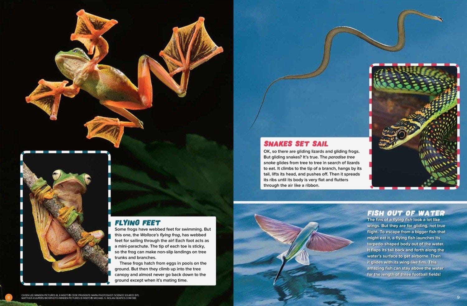 Magazine spread about gliding frogs flying snakes and flying fish with action photos