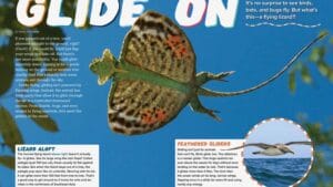 Ranger Rick magazine spread Glide On featuring flying lizard gliding frog and albatross