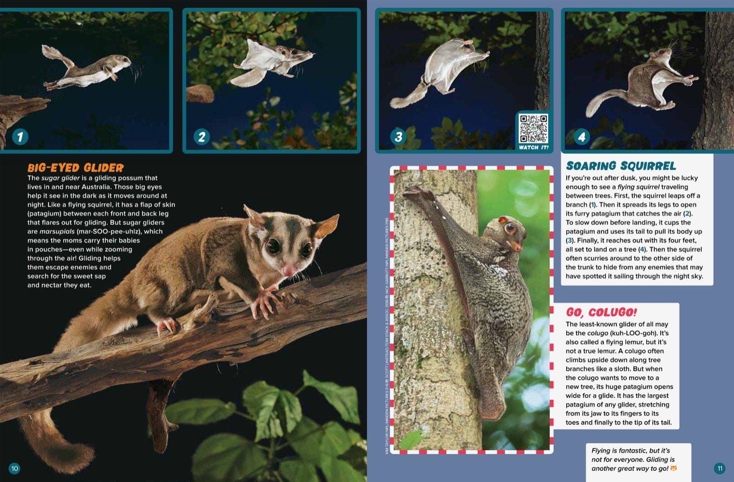 Magazine spread about sugar gliders flying squirrels and colugos with numbered flight photos