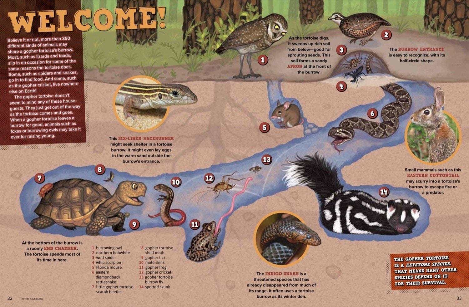 Illustrated cross-section of gopher tortoise burrow showing 350 species that share the underground home