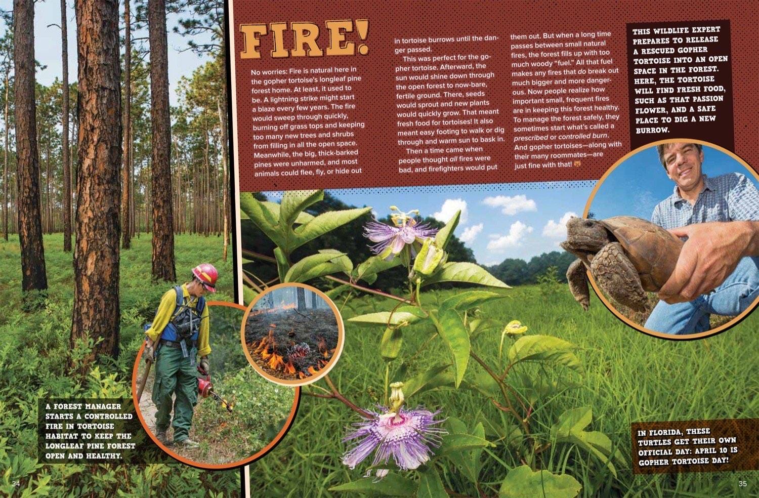Magazine spread about prescribed fire in longleaf pine forest wildflowers and scientist holding tortoise