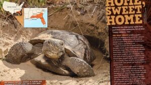 Magazine spread Home Sweet Home about gopher tortoise with burrow photo US range map and longleaf pine