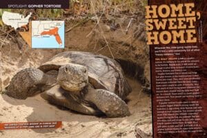 Magazine spread Home Sweet Home about gopher tortoise with burrow photo US range map and longleaf pine
