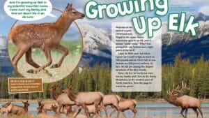 Ranger Rick magazine spread Growing Up Elk with jumping calf and herd by mountain lake