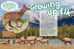Ranger Rick magazine spread Growing Up Elk with jumping calf and herd by mountain lake