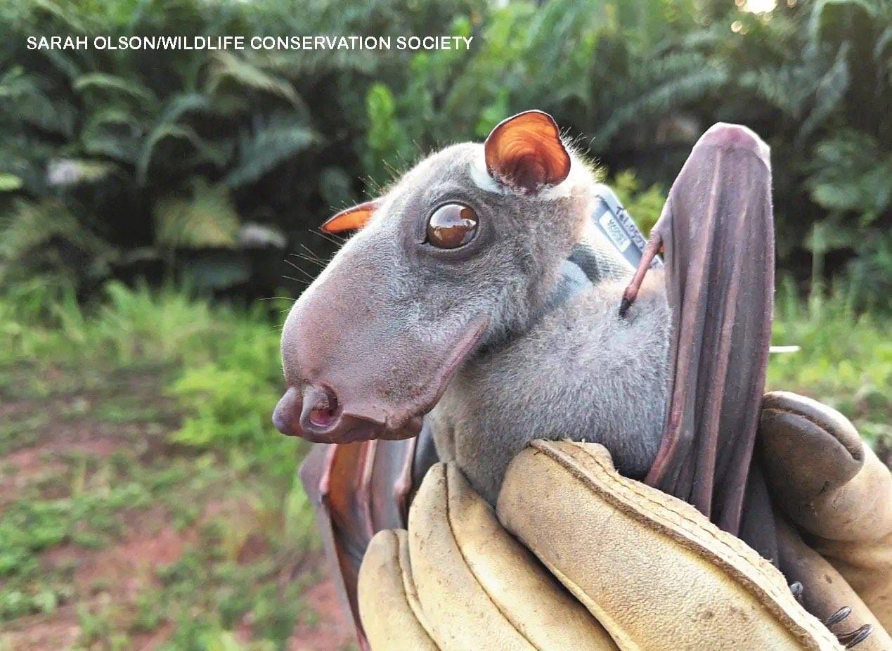 Hammer-headed fruit bat with huge nose and big brown eyes held gently by a gloved researcher